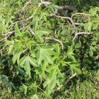 Jatropha glandulifera Roxb.